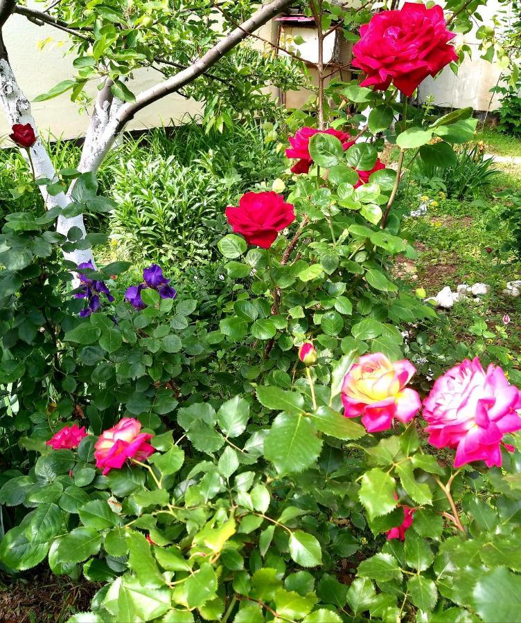 Shymhostle Hostel Shymkent Bagian luar foto